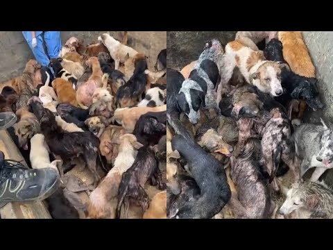 71 Pet Dogs Was Found In A Dump Truck Bed. Many Sobbed Badly When They Reunited With Their Owners...