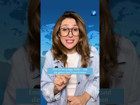 Elch auf Tour in Österreich gesichtet  #tagesschau #nachrichten #elch