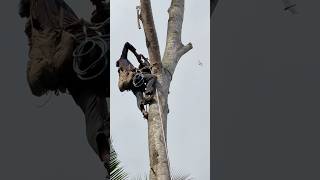 Amazing talent man climbing and cutting down tree with chainsaw #shorts