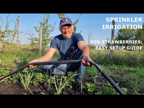 How to Set Up a Mist Sprinkler Irrigation System for Strawberries in Your Garden