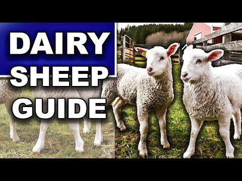 HOW TO RAISE DAIRY SHEEP (for beginners) | Where to Buy Dairy Sheep, Milk Sheep Breeds, What to Feed