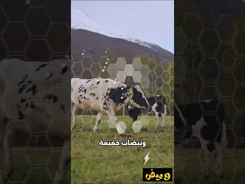 طريقة ذكية لتسييج الحيوانات بدون أسوار!