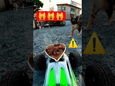 RC Car Food Delivery for Cats โช๏ธ๐๐โโฌ #shorts