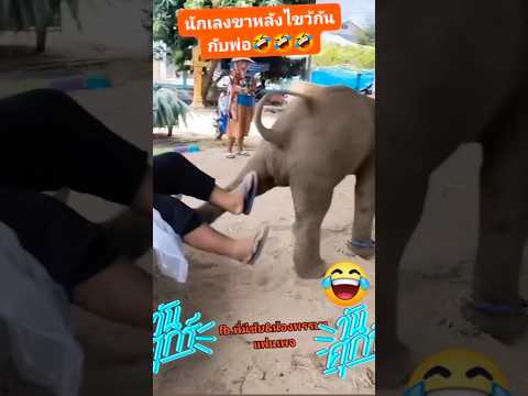 #ช้างน่ารัก #elephant #มองนานๆ #animals #funny 🌲😊☺😍❤️️❤️️