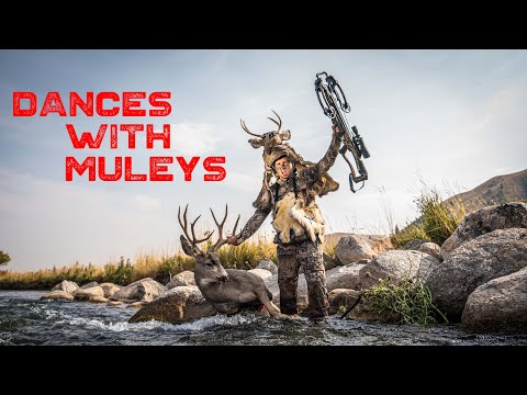 Dances with Muleys