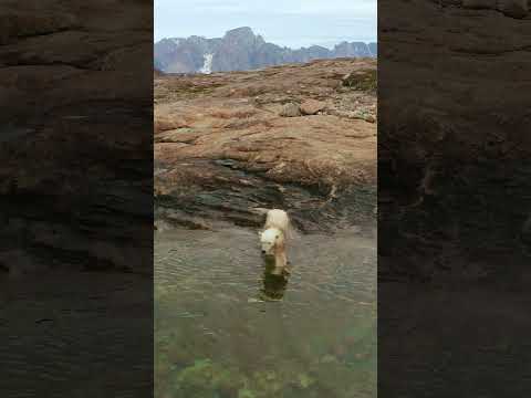 Polar Bear Arctic Ocean Sea #nature #wildlife #polarbear #arcticocean #sea #ocean #beautiful HA36582