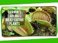 Carnivorous Plants and Their Fascinating Adaptations