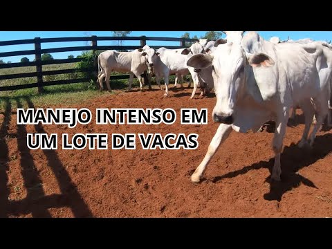 VACINAÇÃO NO LOTE DE VACAS Nº 3