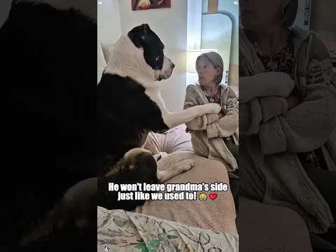 Just like when we were kids,he wouldn’t leave grandmother’s side #funny #pets #youtuber #funnyvideo