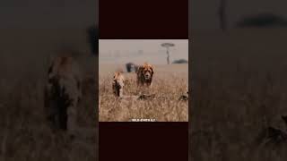 Legend lion 📈💀 #subscribe #animals #wildlife #animalshorts #viral
