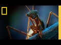Nighttime Creatures and Their Survival Tactics