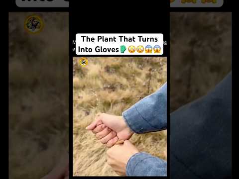 This Plant Blew My Mind 🤯 #shortsfeed #helpmemakethismakesense #cattails