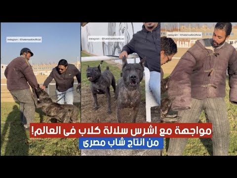 اعادة نشر - مواجهة مع اشرس سلالة كلاب فى العالم من انتاج شاب مصرى 😲