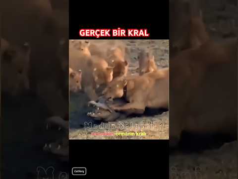 Timsah vs Aslan vs Jaguar | Timsahı yenebilen kediler #medyabilgini