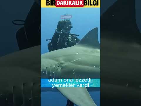 Dalış Yaparken bir Dost Kazandı 😍 #hayvansever #viralvideo #doğabelgeseli #birdakikalikbilg