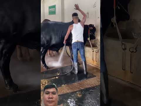 Bò cao giá thì chăm sóc kỹ #farming #cow #meat #farm #animals #bull #oddlysatisfying