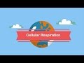 Cellular Respiration Concepts