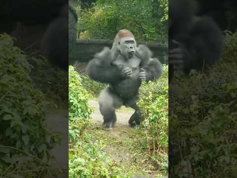 facts about gorilla in hindi | gorilla in hindi | gorilla facts in hindi #shorts