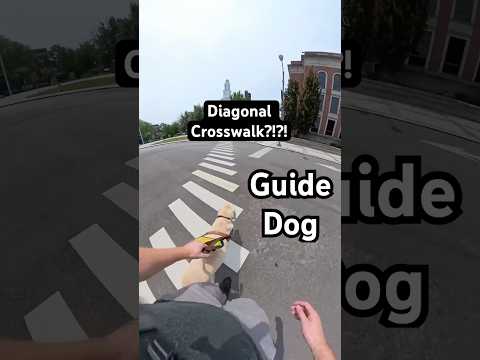 Will My Guide Dog Follow The Crosswalk? #guidedog #dog #lowvision #insta360 #labrador #servicedog