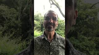 Qual é a pisada rítmica de matriz africana da ilha de Santa Catarina? O Cacumbi