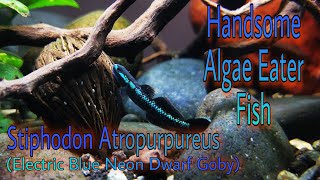 Stiphodon Atropurpureus (Electric Blue Neon Dwarf Goby) Profile | Fascinating Algae Eater