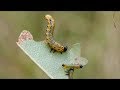 Insect Diversity and Herbivory Effects