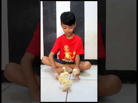 AYAM LUCU - #shrots