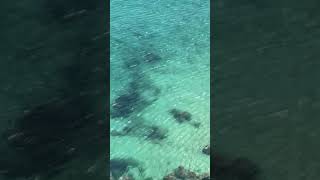 📌 Squalo Azzurro ( forse ) nelle acque di Orosei 🦈 Sardegna ( 🎥 dr___tom )