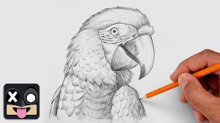How To Draw a Macaw | Step by Step Art Lesson