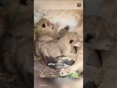 The Most Painful Motherhood in the Jungle 💔 #LionessMother #WildlifeEmotion