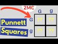 Exploring Mendelian Genetic Crosses with Punnett Squares