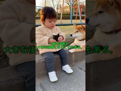 一瞬の油断が、大きな後悔になることもある。#ショート動画 #ペキ柴 #可愛い #かわいい #柴犬 #sora2