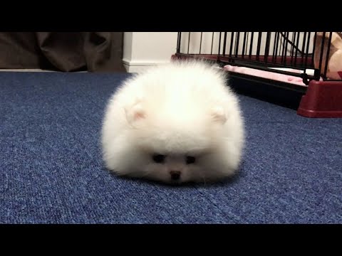 【生後61日】スネてしまった子犬のポメラニアン