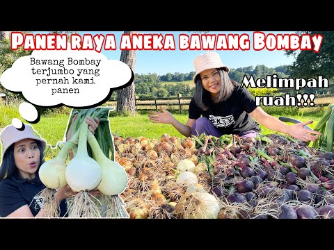 BIG HARVEST OF VARIOUS BOMBAY ONIONS || THE MOST AMAZING BOMBAY ONIONS EVER EXISTED