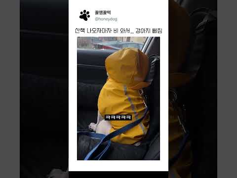 산책 나오자마자 비 와서 강아지 삐짐