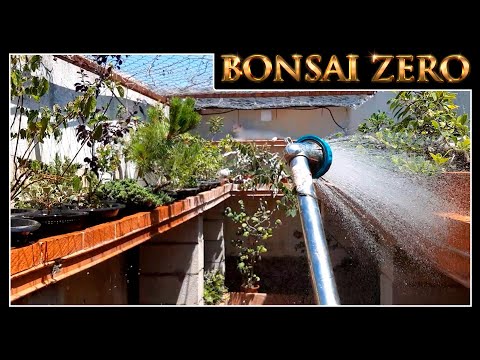 Cambios de ubicación en mi Jardín Bonsai Zero 25 de junio 2025