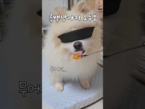 흑백요리사 츄르만5년째 츄르감별사 #doglover #pomeranian #흑백요리사 #funny