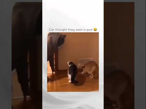 Cat thought they seen a god #short #cat