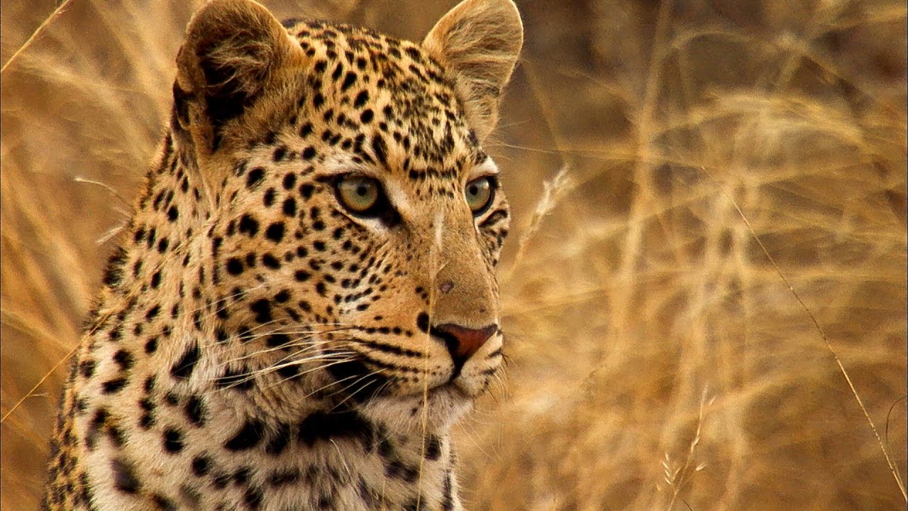 Young Leopard Steals Kill From Mother Africa BBC Earth