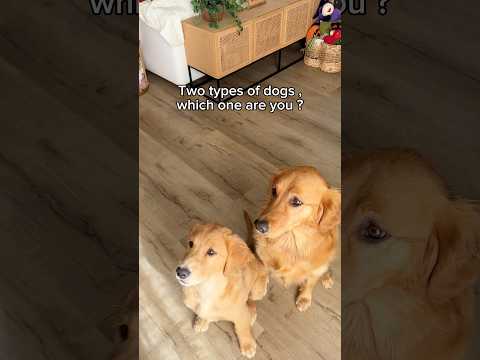 Which one are you - picky or piggy ? #funnydogs #goldenretrieverpuppy #goldenretriever