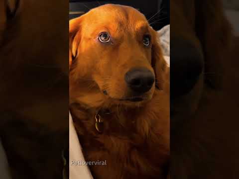 Angry golden retriever ❤️❤️❤️#dog#dogvideo#funnydog#fyp