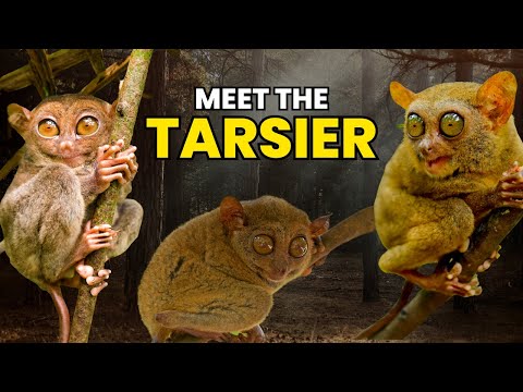 Meet the Tarsier: The Only Venomous (and Poisonous!) Primate 🐒