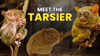 Meet the Tarsier: The Only Venomous (and Poisonous!) Primate 🐒