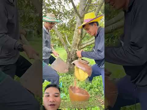 Cách Trồng Sầu Riêng Đặc Biệt #farming