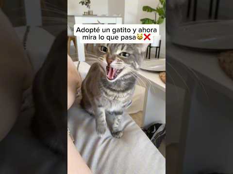 Adopté un gatito y no me arrepiento #gato #adoptanocompres #adoptdontshop #pets