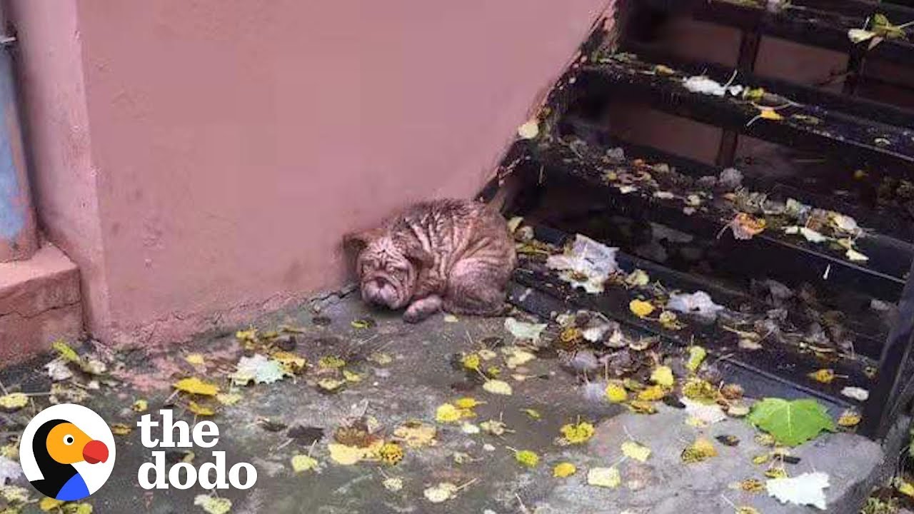 Bald Little Bulldog On Street Grows Up To Be So Pretty