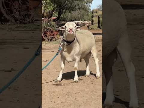 Ya tiene auto el birrias #rancho #ranchlife #humor