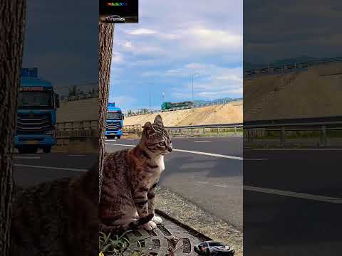 Truck and Cat | Một ngày theo chân chú mèo khám phá Hòn Khói