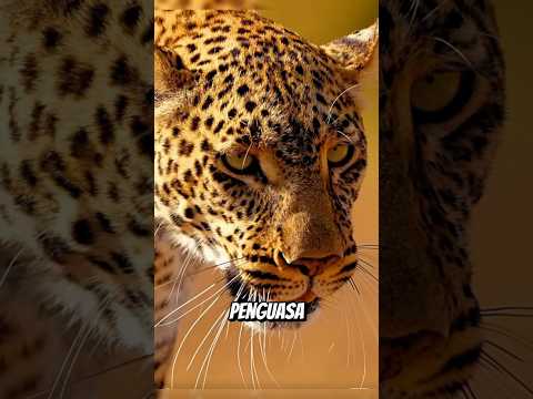 Jaguar Sang Penguasa Amazon #shortsfeed