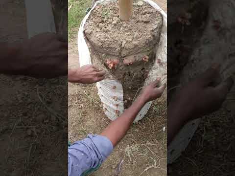 পেঁয়াজের ফলন খুবই ভালো  #stroberry #agriculture #agriculturefarming #urbanagriculture #farming
